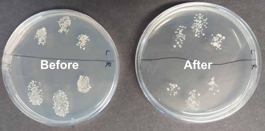 Before and after images showing cultivation of skin bacteria on a petri dish