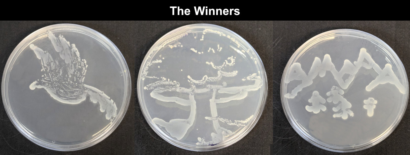 Three winning Agar Art entries, artwork made by bacteria on a petri dish