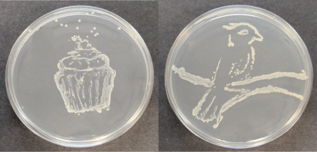 A cupcake and a kookaburra created in agar jelly by shaping bacterial growth