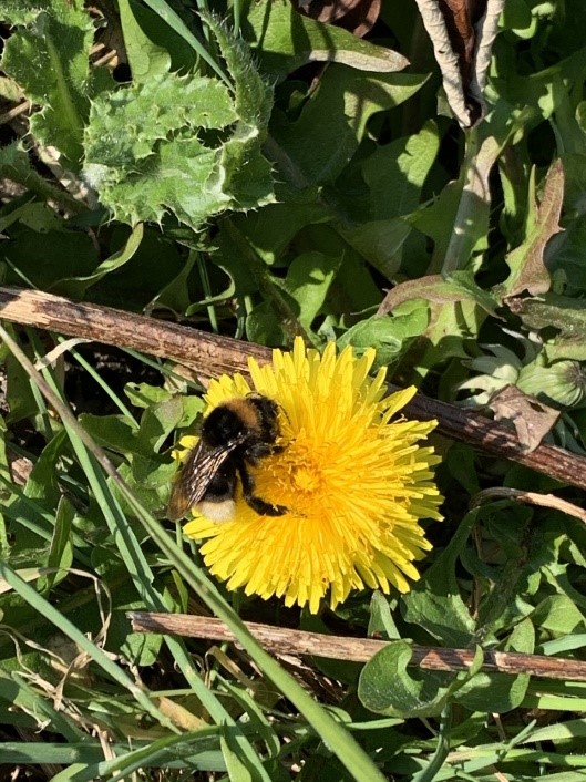 The Humble Bumble Bee (Isobel Maddison)
